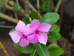 Catharanthus roseus