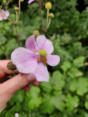 Eriocapitella hupehensis