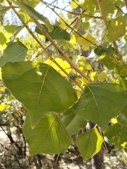 Populus nigra