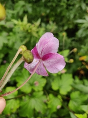 Eriocapitella hupehensis