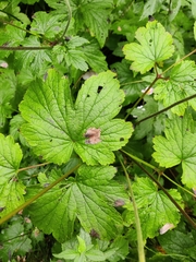 Eriocapitella hupehensis