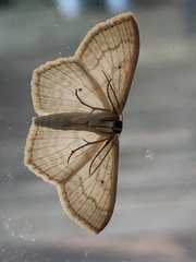 Scopula