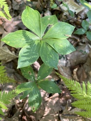 Medeola virginiana