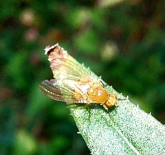 Diptera