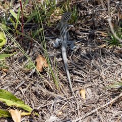 Aspidoscelis sexlineatus