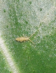 Entomobryoidea