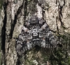Catocala lacrymosa