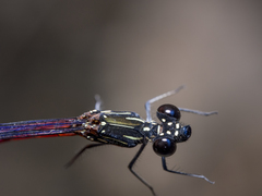 Rhinocypha pagenstecheri timorana