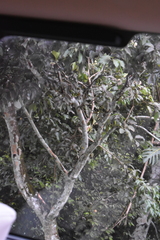 Cinnamomum burmanni