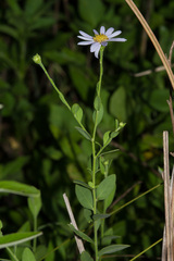 Aster shimadae