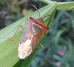 Acanthosoma haemorrhoidale