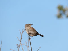 Troglodytes aedon aedon