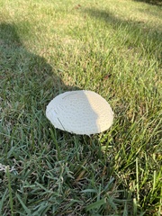 Saproamanita thiersii