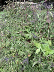 Sambucus racemosa