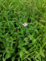 Epilobium parviflorum