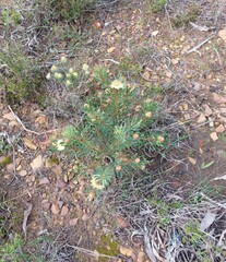 Protea scolymocephala