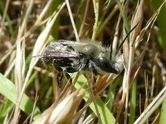 Osmia