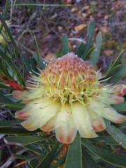 Protea scolymocephala