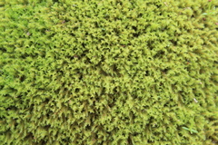 Triquetrella tristicha