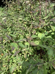 Sambucus racemosa