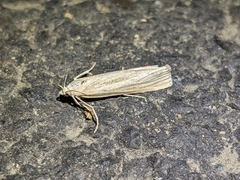 Agriphila vulgivagellus