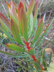 Protea scolymocephala