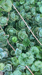 Sedum