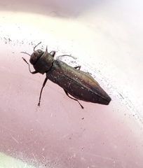 Buprestidae