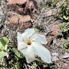 Mandevilla macrosiphon