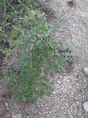 Quercus gambelii
