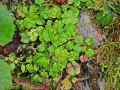 Trigonotis formosana elevatovenosa