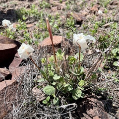 Mandevilla macrosiphon
