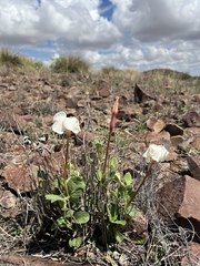 Mandevilla macrosiphon