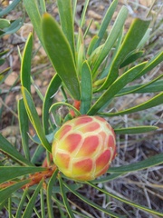 Protea scolymocephala