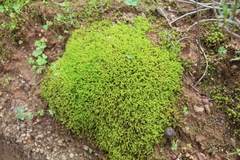 Triquetrella tristicha