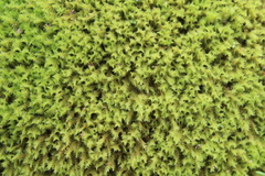 Triquetrella tristicha