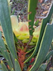 Protea scolymocephala