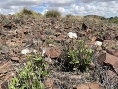 Mandevilla macrosiphon