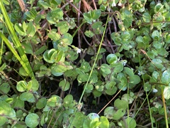Bacopa rotundifolia