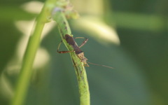 Burtinus notatipennis