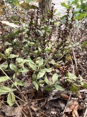 Veronica officinalis