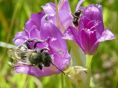 Osmia