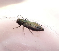 Buprestidae