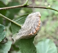 Megalopyge opercularis