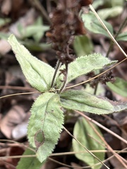 Veronica officinalis
