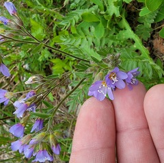 Polemonium californicum