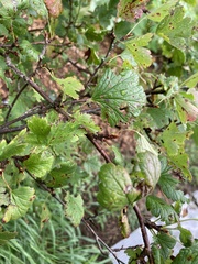 Ribes cynosbati