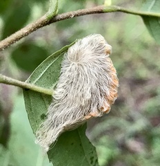 Megalopyge opercularis