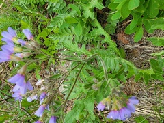 Polemonium californicum