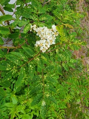 Sorbus sitchensis